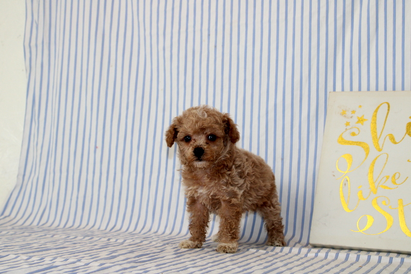 puppy, for, sale, Cavapoo, Matthew B. Stoltzfus, dog, breeder, Gap, PA, dog-breeder, puppy-for-sale, forsale, nearby, find, puppyfind, locator, puppylocator, aca